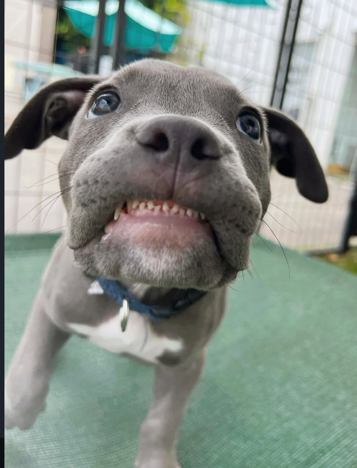 Rescue puppy at Wags and Walks