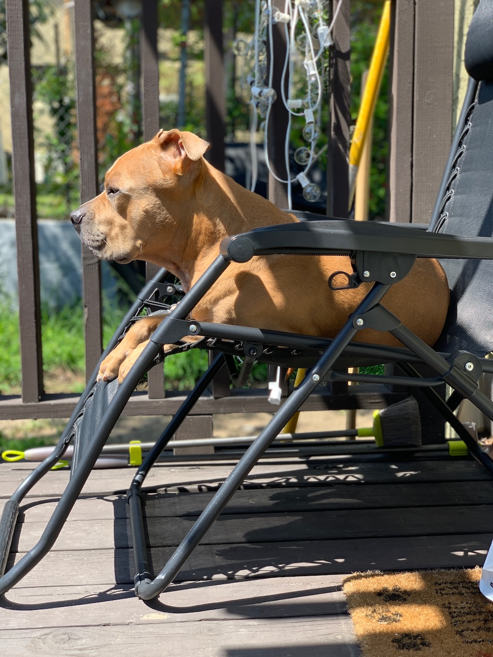 Adopted rescue dog at home