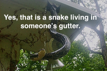 Snake Living In House Gutter | LA Residential Property